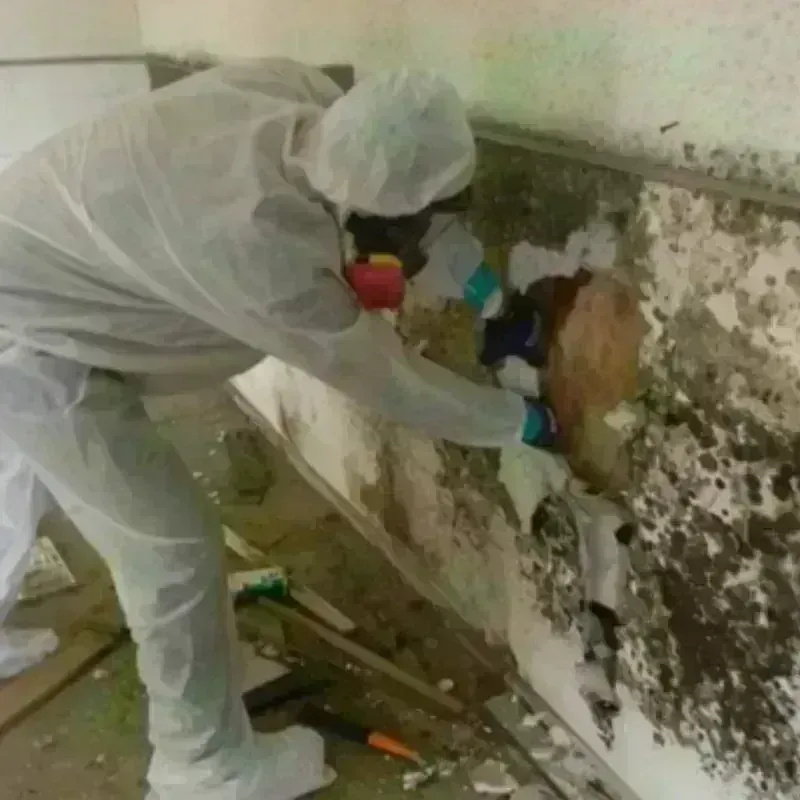 Mold Remediation and Removal in Grapeland, TX